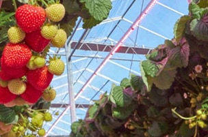 Fruits & vegetables