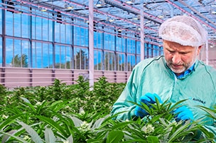 Medical Cannabis